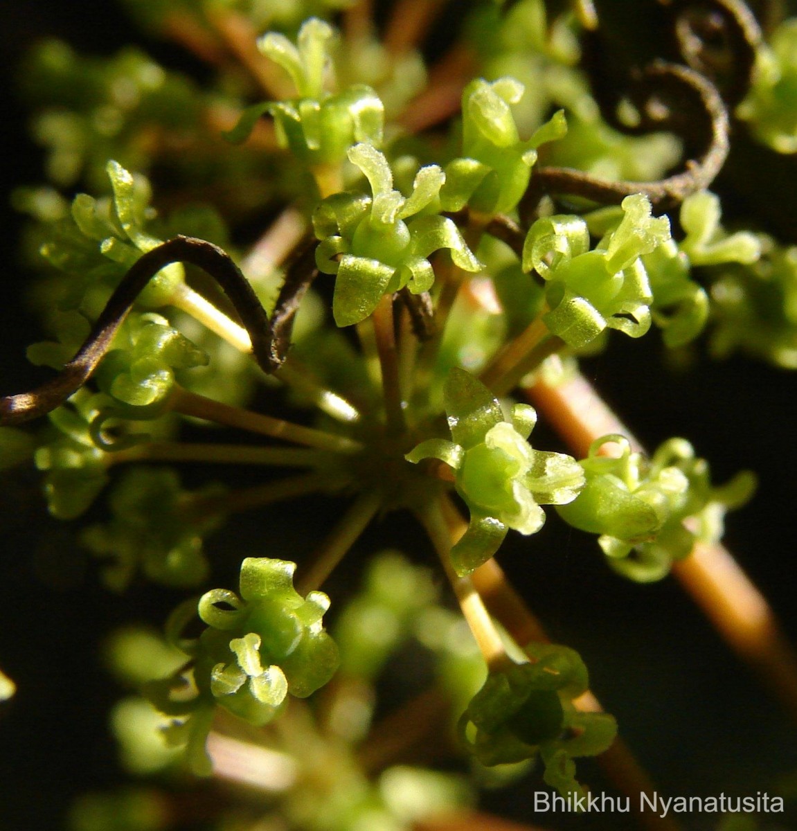 Smilax perfoliata Lour.